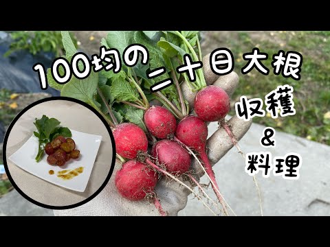 はつか大根(ラディッシュ)収穫【家庭菜園】