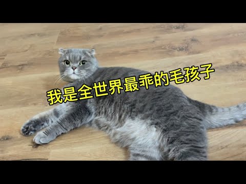 我是全世界最乖的毛孩子#猫 #土耳其 #折耳猫 #cat