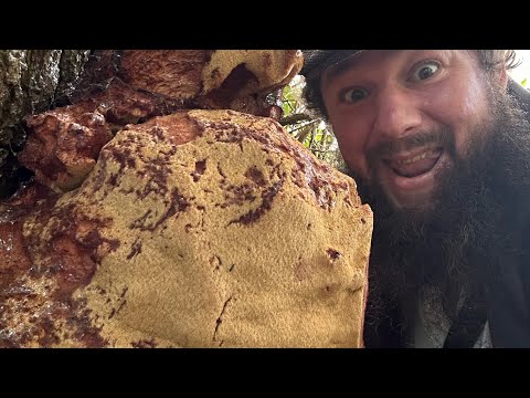 Finding possibly the uks biggest beef steak fungus mushroom 2024