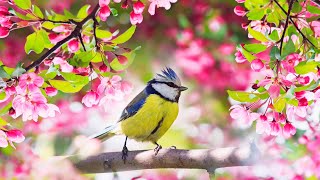 Relaxing Sleep Music: Deep Meditation Music,  Bird sounds ,  "Soothing Sounds of Nature" Tim Janis