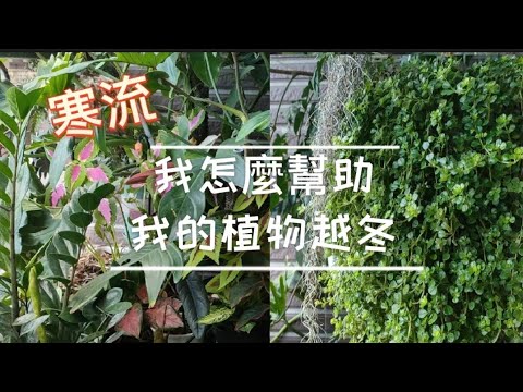 我如何幫植物過冬|寒流來植物也快凍死了|祝大家聖誕快樂|植物男子