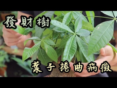 【天天小花農】發財樹葉子出現捲曲病徵時，簡單幾招，就能輕鬆解決