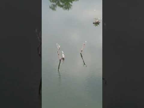 Ipoh lake | Dji Mini Pro 3 | Cinematic | Drone | Malaysia |