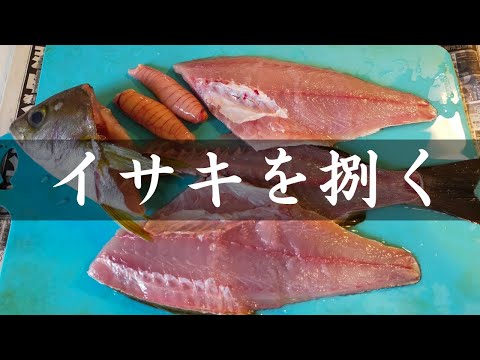 【魚さばき】イサキを三枚おろし｜卵持ちでした