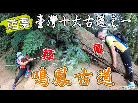 簡單的步道，竟摔慘主持人?  ∣ 苗栗獅潭-鳴鳳古道【岱希帶你出去玩】