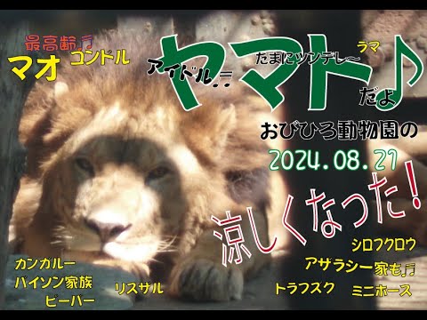 おびひろ動物園　日常が戻ったぞ♬アイドルライオンのヤマト♬マオやジャックやリーフも居るぞ♬たくさんの仲間たちが友情出演だ♬2024年8月21日♬