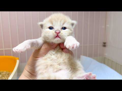 【マンチカンの子猫】子猫達の紹介とお引越しをした件 ～猫のいる生活Vol.1004～出産動画 マンチカン短足・ミヌエット・ペルシャ猫専門ブリーダー『ペット蔵人』【子猫の成長記録】