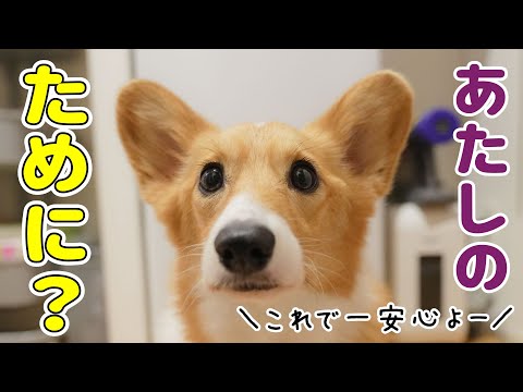 愛犬のご飯のためについにアレを買いました！