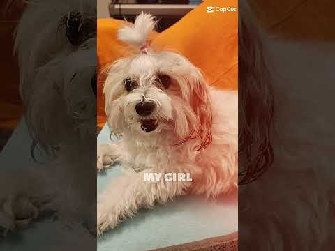 My girl edit | I posted this early bc I'm celebrating my b-day today, hope you liked it!| #mydog