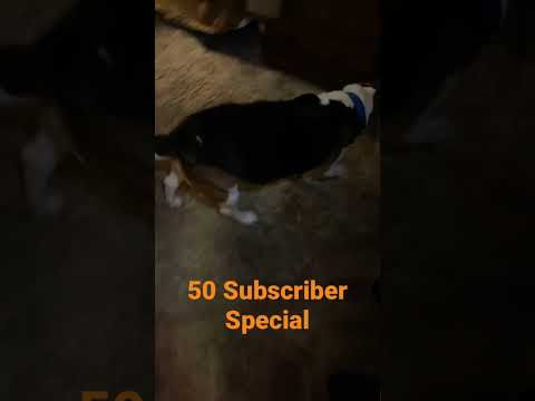 Charlie the Dog and Chowder the Cat…In the Cove…50 Subscriber Special