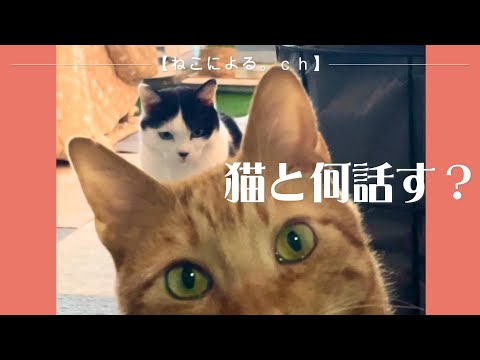 猫と何話す？【ねこによる。ｃｈ】epi.26　｜野良猫｜猫との会話｜保護猫｜猫の躾