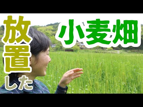 【ほったらかし農業】お世話をしなくても強く生きる小麦たち