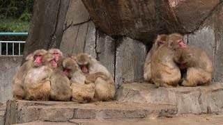 福岡に雪　この冬一番の寒気　灯油移動販売は大忙し、動物園ではサル団子