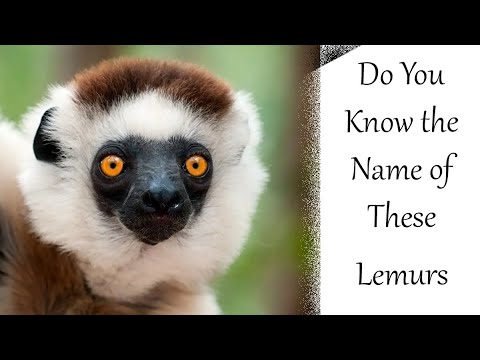 Do you know the name of these lemurs?