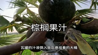 如何采集纯天然棕榈果汁？据说非常好喝有营养，你喝过吗？