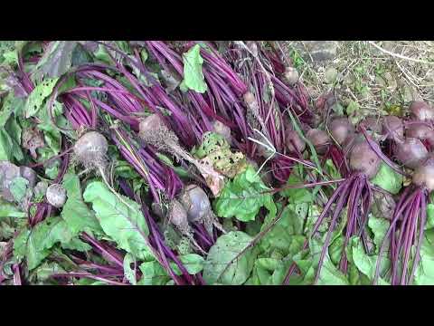 Vegetable Harvest September 7 2024