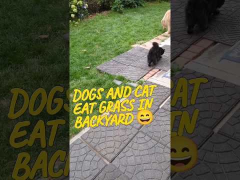 How dogs and cat are eat grass in the backyard. Nice afternoon 😊🌞 #dogs #cats #shorts