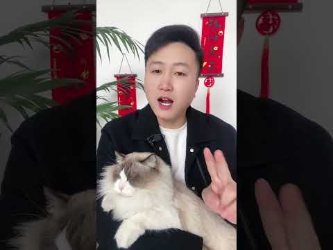 猫咪不能惯，越惯越完蛋。 养猫经验分享 科学养宠攻略 新手养猫 养猫人 养猫知识