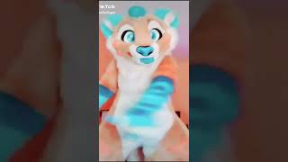 BEST Furry TikToks compilation 0343 #shorts #furrytiktok #furry #furrycompilation  #funnyvideo