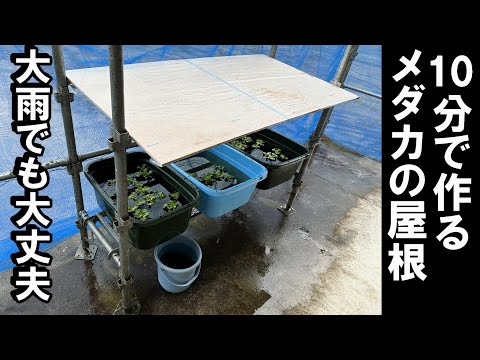 【超簡単】メダカのケースに屋根を作った！梅雨の大雨対策していますか？