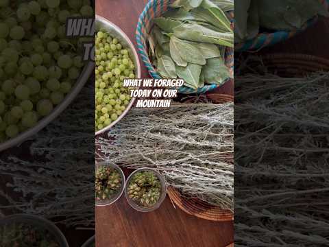 Today on the Homestead: Foraging Pinecones, Gooseberries, Sage & Mullein | Mountain Harvest #shorts