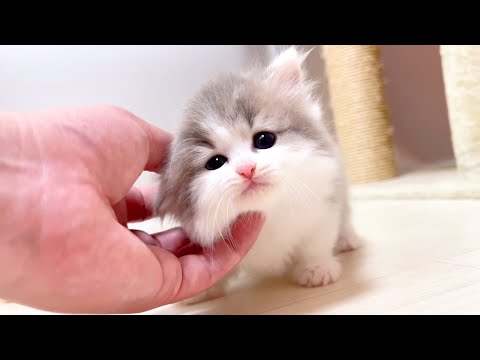 【マンチカンの子猫】来ても来なくても撫でてまわる件 ～猫のいる生活Vol.1024～出産動画 マンチカン短足・ミヌエット・ペルシャ猫専門ブリーダー『ペット蔵人』【子猫の成長記録】