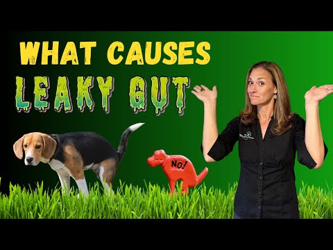 Is Leaky Gut Causing Your Pet's Gut Health Issues? [Holistic Vet Advice]