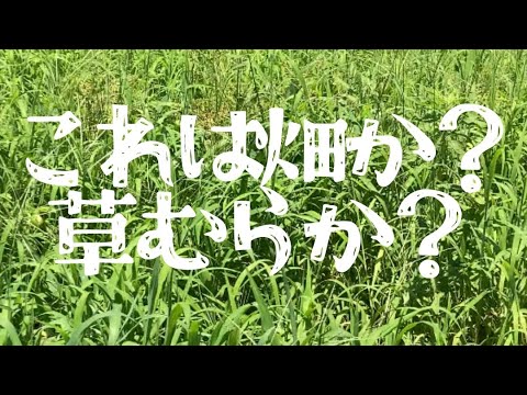 一応畑です#無肥料 #無農薬#家庭菜園