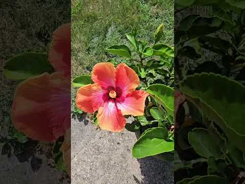 So pretty.............Hibiscus plant