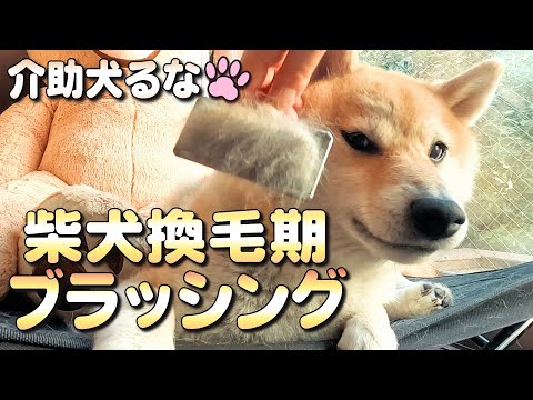 【柴犬介助犬】柴犬の換毛期ブラッシング［柴犬介助犬るな］