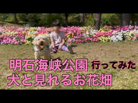 【犬とお出かけ】関西　明石海峡公園にいってみたらお花がたくさんで沢山走れて楽しかった