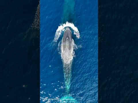 シロナガスクジラの親子🐋