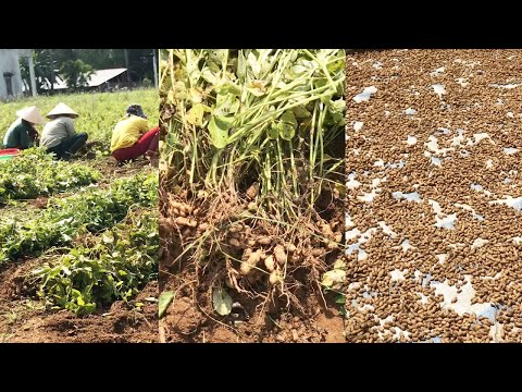 Wow ! Harvesting Peanuts of The Farmers - Agriculture