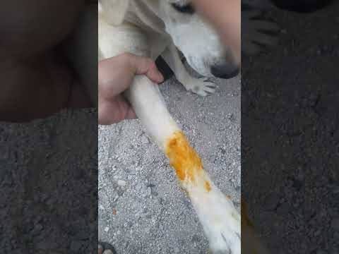 Applying turmeric paste on Ashta's injured paw #puppy #animals #pets #herbal