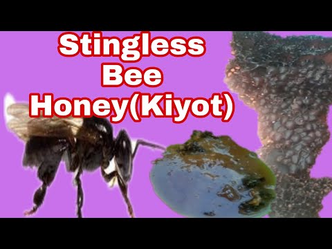 Stingless Bees Colonies (Kiyot)/Honey of Stingless Bee/Miracle Liquid