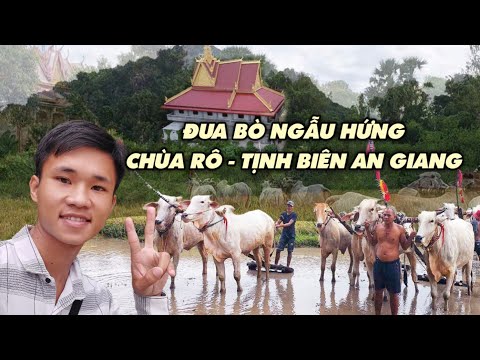 Đua Bò Ngẫu Hứng Ngày 28 Tháng 11 Tại chùa Rô Tịnh Biên An Giang.