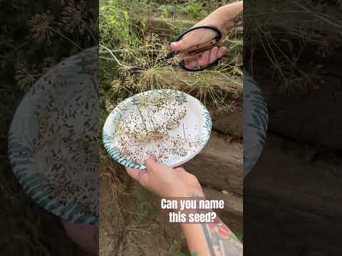 Today on the Homestead:Harvesting Dill Seeds in Underground Greenhouse |Easy Seed Collection #shorts