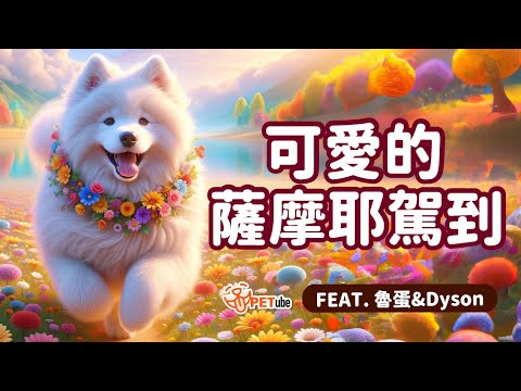 可愛的薩摩耶駕到FEAT 魯蛋&Dyson【寵物知識+】｜#哈寵PETube 第268集