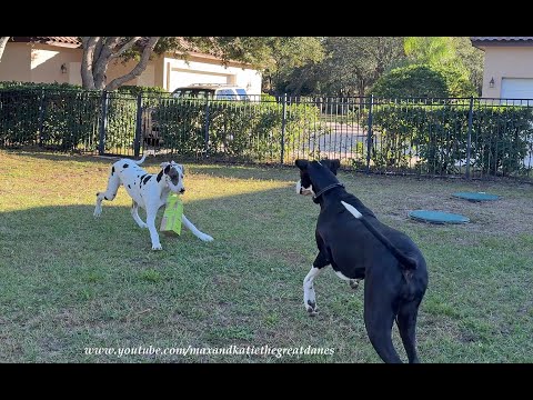 Funny Great Danes Love Playing Recycling Wine Box Zoomies Tag