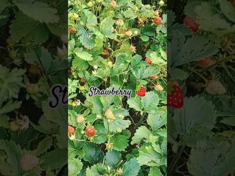 strawberry plants 🍓#kashmir #strawberry #plants #