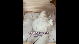 洗的干净又方便！ #新手养猫 #猫洗澡 #宠物免洗精华