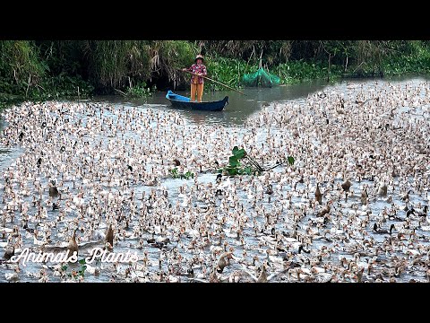 The duck | Duck | Follow a flock of ducks that lay more than 8,000 ducks in 24 hours.Animals Plants