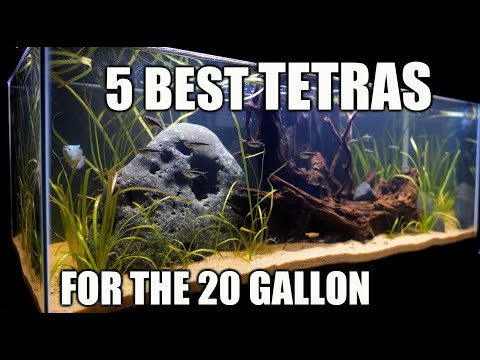 The 5 Best TETRAS For Your 20 Gallon Aquarium!💚🧡❤️