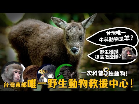 台灣東部唯一野生動物救援中心!!被野生獼猴搶食該怎麼辦?台灣唯一牛科動物是羊?一次科普五種動物!【許伯簡芝】