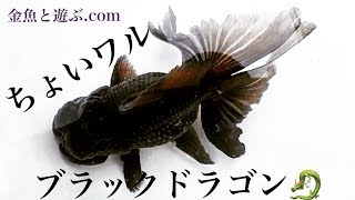 金魚激シブ！志村産のブラックドラゴンと黄色いピンポンパール　銀鱗和金