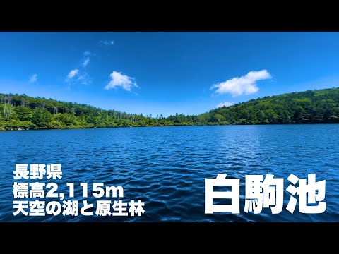 白駒の池　標高2115m天空の湖と原生林長野県佐久穂町