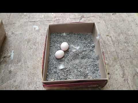 Pura valarpu | How to prepare nest for pigeon | tamil | #howtosavepigeoneggs #pigeoneggs #pigeonnest