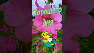 Доброе утро, хорошего дня #открытка #пожелание #доброеутро #хорошегодня #здравствуйте #радость