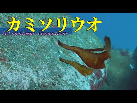 [ Ghost pipefish ] Ballroom dancing in the sea / Solenostomus cyanopterus