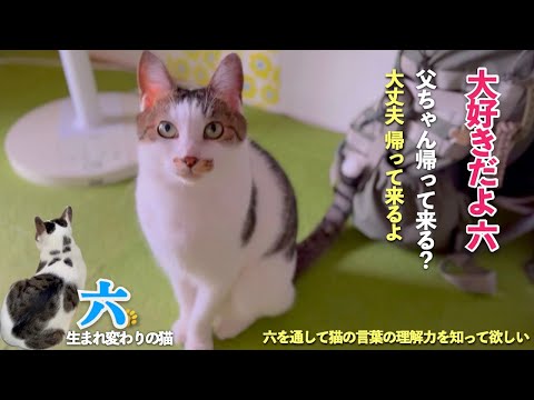 主人のいない日、寂しそうにする愛猫に「大好きだよ 六」といっぱい伝える | [生まれ変わりの猫] 六